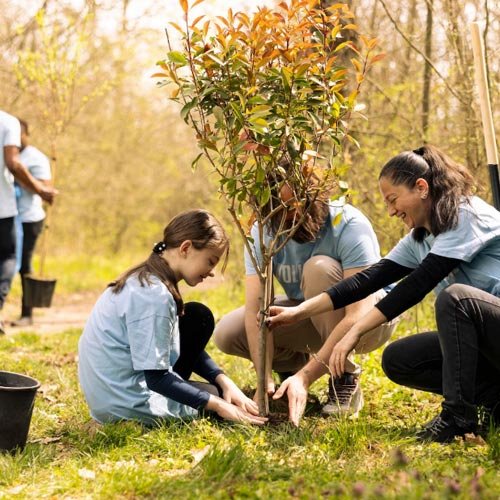 Abogado para protección de áreas verdes en Osorno Sanciones por daño a espacios públicos y áreas verdes